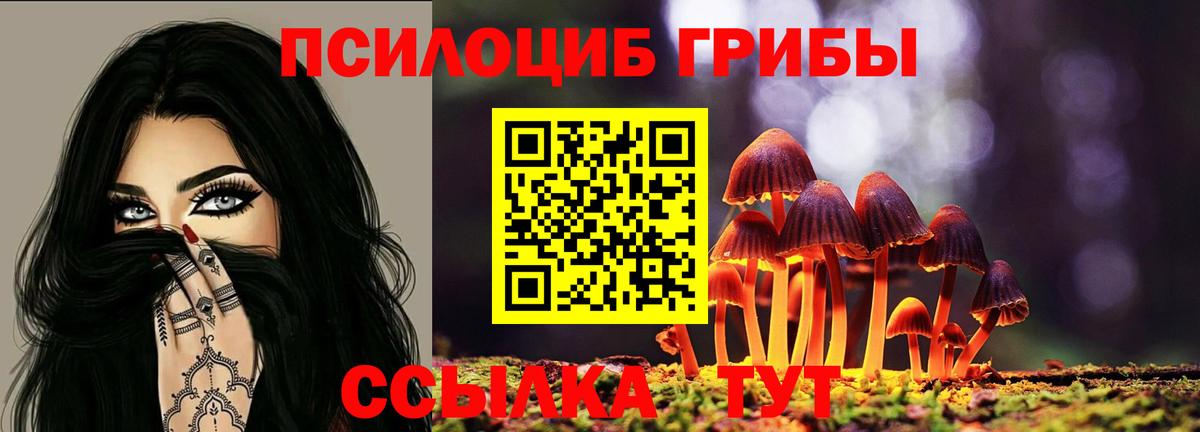 Псилоцибиновые грибы Psilocybe  Вход с VPN  Борзя  Галлюциногенные грибы Psilocybe 